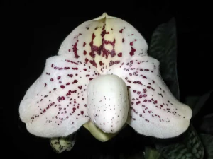 Bild von Paphiopedilum godefroyae 3